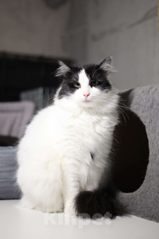 Кошки в Санкт-Петербурге: Кошка ищет дом Девочка, Бесплатно - фото 4