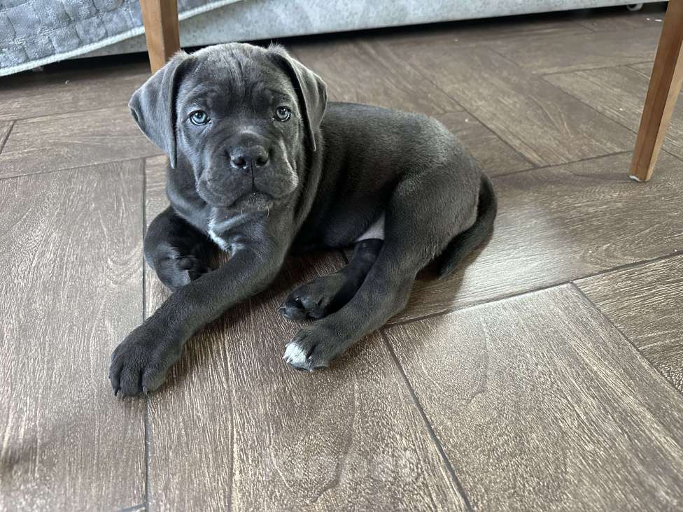 Собаки в других городах Московской области: Щенки кане-корсо Девочка, 45 000 руб. - фото 8