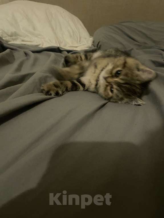 Кошки в Челябинске: продам котенка экзотическая короткошеостная Девочка, 7 000 руб. - фото 6