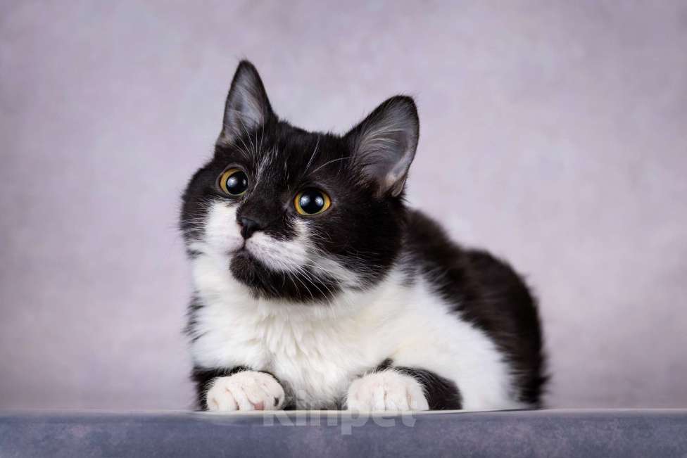 Кошки в Москве: Котенок девочка  Девочка, Бесплатно - фото 4