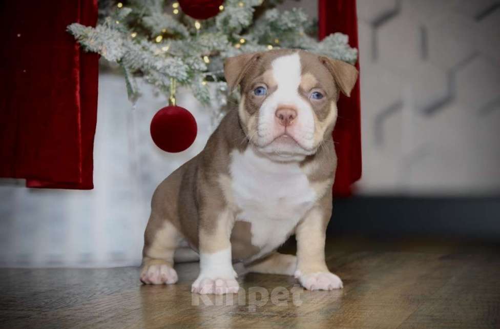 Собаки в Новосибирске: Щенки американского булли Мальчик, 150 000 руб. - фото 1