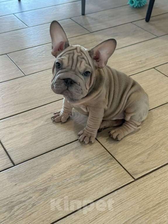 Собаки в других городах Воронежской области: Маленькие звёзды ждут своих звёздных родителей Мальчик, Бесплатно - фото 2