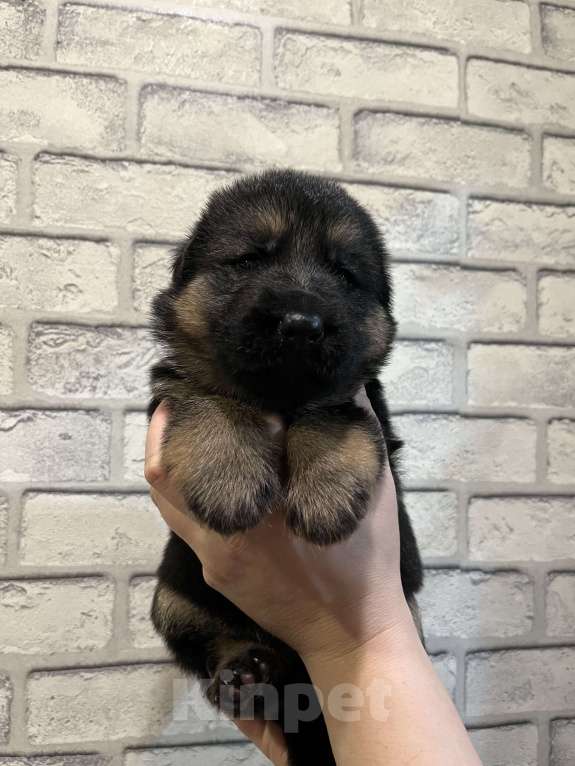 Собаки в Полевском: Девочка  Девочка, 25 000 руб. - фото 2