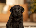 Собаки в Санкт-Петербурге: IRISLAV CRYER Мальчик, 140 000 руб. - фото 2