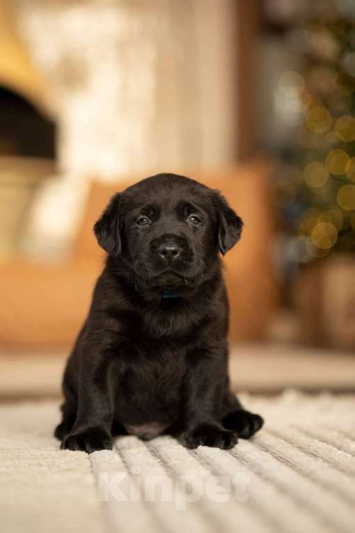 Собаки в Санкт-Петербурге: IRISLAV CRYER Мальчик, 140 000 руб. - фото 2