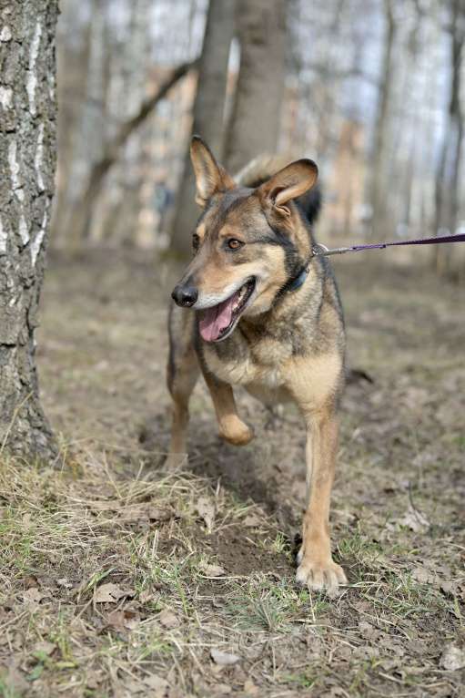 Собаки в Красногорске: Молодой метис немецкой овчарки Юджин ждёт своего хозяина  Мальчик, Бесплатно - фото 4