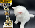 Кошки в Москве: Британский плюшевый котик Мальчик, 15 000 руб. - фото 2