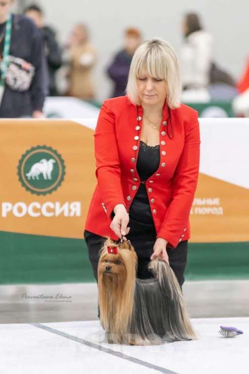 Собаки в Москве: Предлагаю для резервирования щенков йоркширского терьера Девочка, 150 000 руб. - фото 2