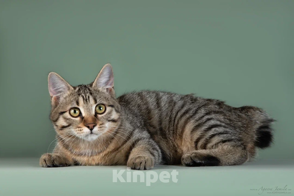 Кошки в других городах Московской области: Кошка Барбара Девочка, 50 000 руб. - фото 1