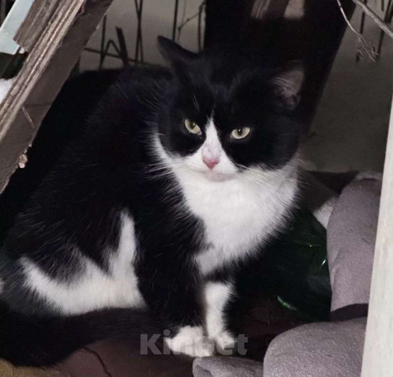 Кошки в Москве: Котик в добрые руки Мальчик, Бесплатно - фото 3