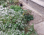 Кошки в Екатеринбурге: Кошка с котёнком в добрые руки  Девочка, 500 руб. - фото 7