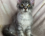 Кошки в Дмитрове: Голубая серебристая мраморная девочка мейн кун Candi Девочка, 15 000 руб. - фото 4