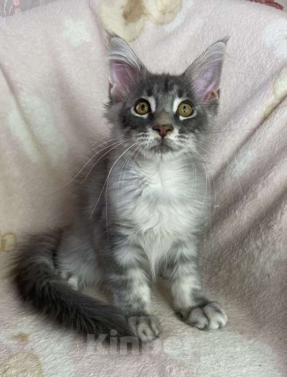 Кошки в Дмитрове: Голубая серебристая мраморная девочка мейн кун Candi Девочка, 15 000 руб. - фото 4