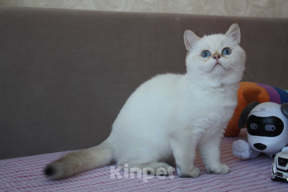 Кошки в Санкт-Петербурге: Котик колорный Мальчик, 20 000 руб. - фото 1