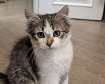 Кошки в Москве: 🐱 Котёнок-путешественник ищет дом!🚗💨  Мальчик, Бесплатно - фото 2