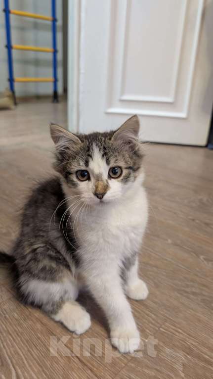 Кошки в Москве: 🐱 Котёнок-путешественник ищет дом!🚗💨  Мальчик, Бесплатно - фото 2