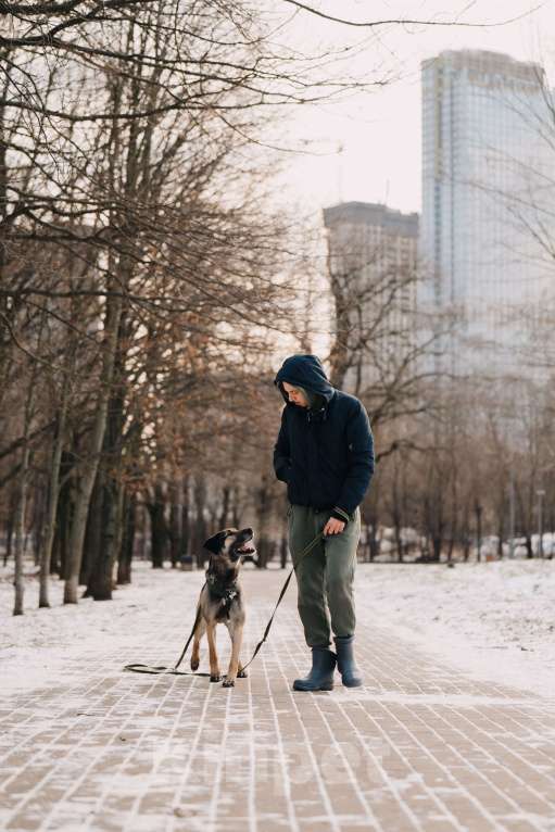 Собаки в Москве: Длиннолапый Хамфр в поиске семьи <3 Мальчик, Бесплатно - фото 8