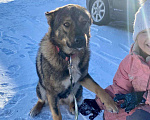 Собаки в Санкт-Петербурге: Уникальная собака ищет дом Мальчик, Бесплатно - фото 5