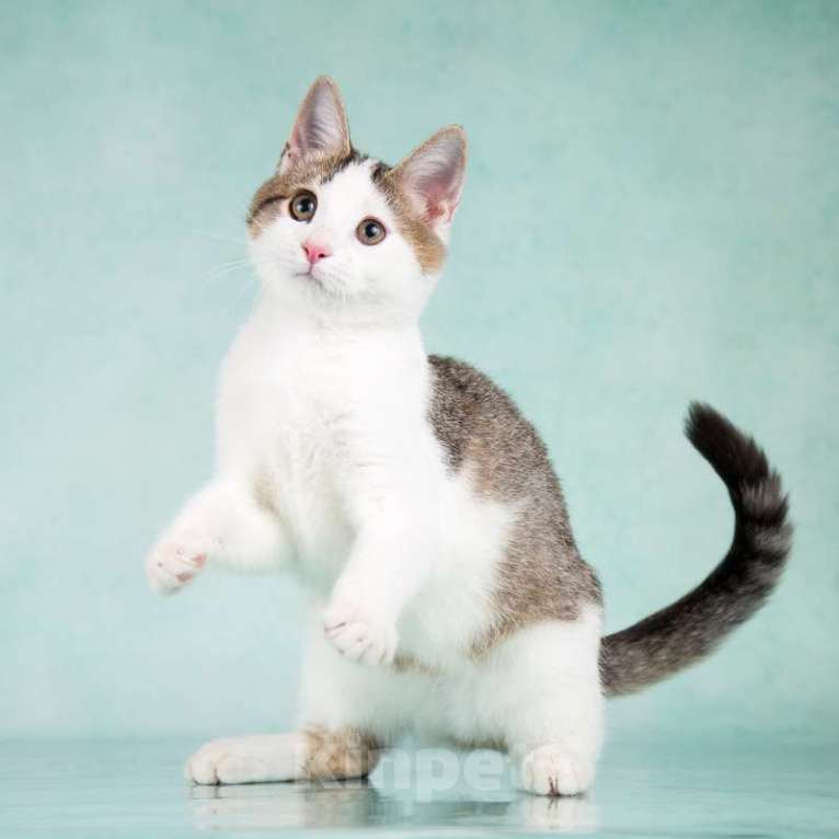 Кошки в Москве: Супер-ласковый и весело-играющий котенок Брюс Ли ищет дом Мальчик, 1 руб. - фото 5