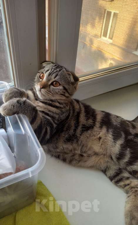 Кошки в Москве: Шотландский вислоухий котёнок  Мальчик, 10 000 руб. - фото 5