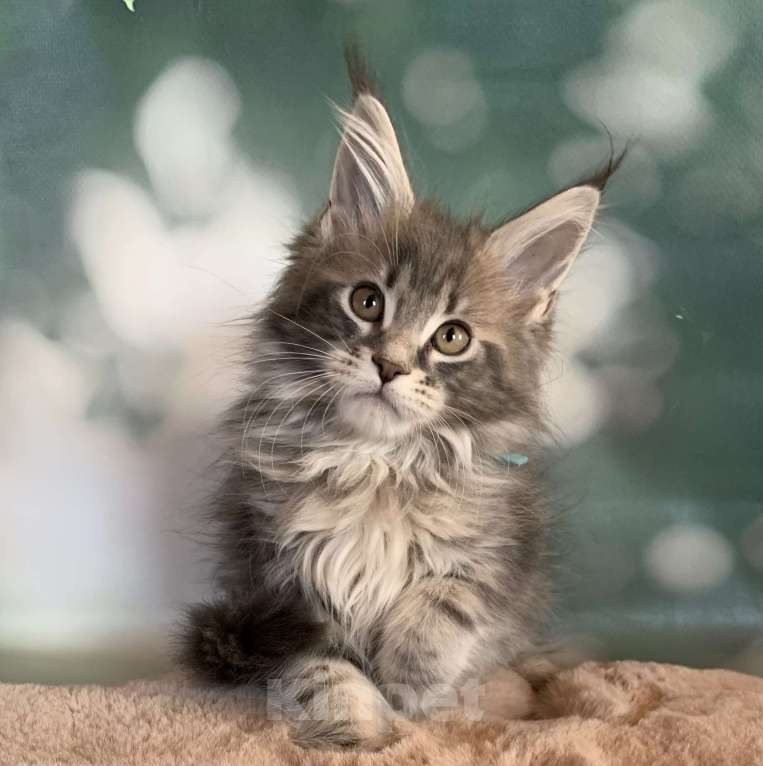 Кошки в других городах Ленинградской области: Котята мейн кун из питомника Nord-Westland Девочка, 50 000 руб. - фото 2