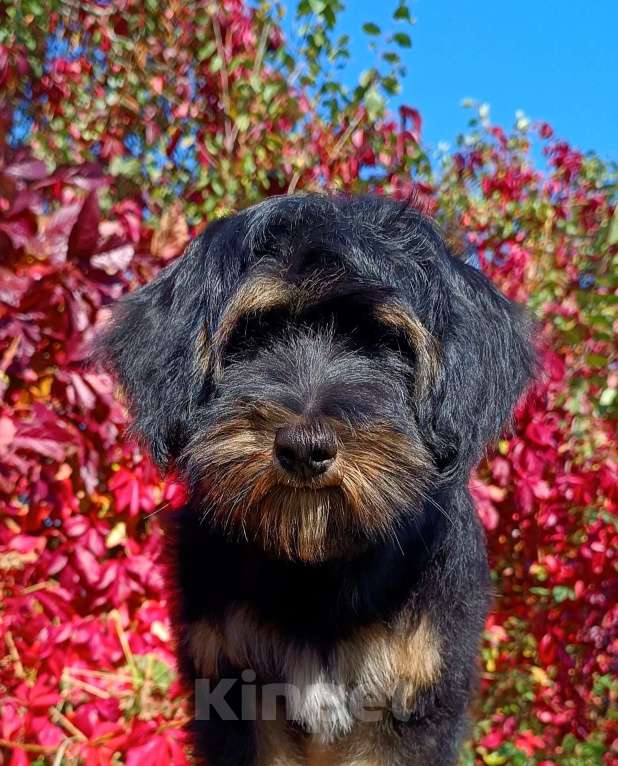Собаки в Москве: Тибетский терьер щенок Мальчик, 75 000 руб. - фото 2