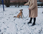 Собаки в Санкт-Петербурге: Ляля-Лялечка - милый щенок тянет к тебе лапку Девочка, Бесплатно - фото 4
