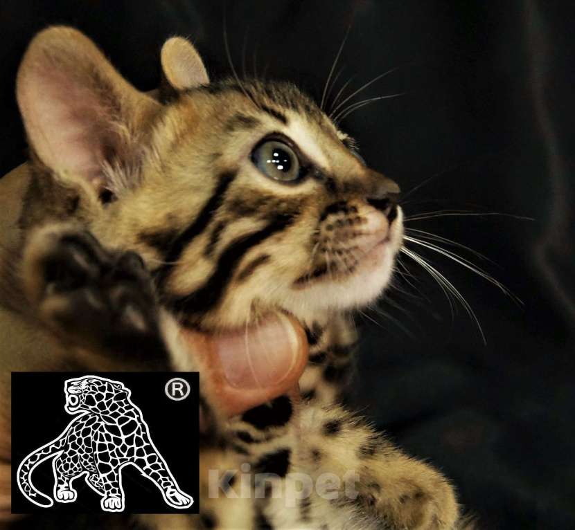 Кошки в Петропавловске-Камчатском: Бенгальский котик. ШОУ. Профессиональный питомник. Мальчик, Бесплатно - фото 4