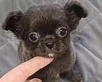 Собаки в других городах Московской области: Д/ш голубая девочка чихуахуа Девочка, 60 000 руб. - фото 2
