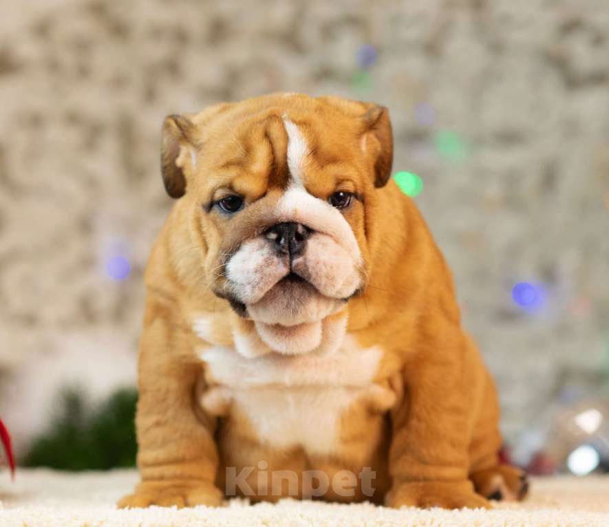 Собаки в Москве: Очаровательный джентельмен Мальчик, 120 000 руб. - фото 1