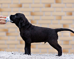 Собаки в других городах Московской области: Черные щенки Лабрадора Мальчик, 80 000 руб. - фото 5