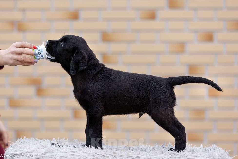 Собаки в других городах Московской области: Черные щенки Лабрадора Мальчик, 80 000 руб. - фото 5
