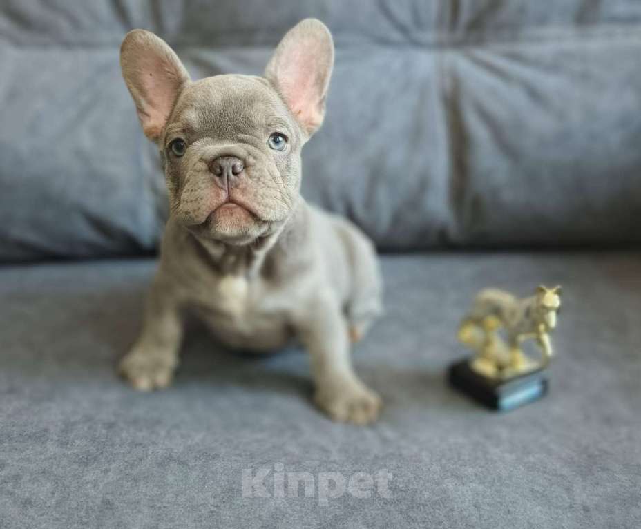 Собаки в Шахте: Лиловый принц с золотым характером | Французский бульдог Мальчик, 70 000 руб. - фото 3
