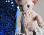 Кошки в Казани: Канадский Сфинкс, котята, 30 000 руб. - фото 1