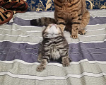 Кошки в Орлове: Вязка, 1 000 руб. - фото 3