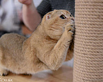 Кошки в Клине: Котята, 10 000 руб. - фото 7