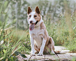 Собаки в Москве: Красавица  Апельсинка, молодая очень добрая собака в добрые руки Девочка, Бесплатно - фото 6