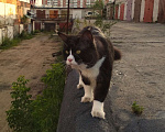 Кошки в Лобне: Кот Мейн-Кун на вязку Мальчик, 2 000 руб. - фото 10