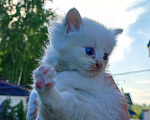 Кошки в Москве: Котята ищут дом!, Бесплатно - фото 9