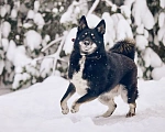 Собаки в других городах Московской области: Джек якутенок Мальчик, Бесплатно - фото 10