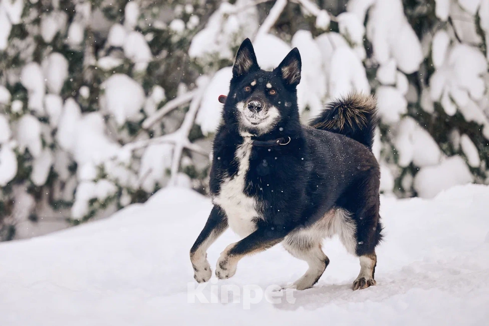 Собаки в других городах Московской области: Джек якутенок Мальчик, Бесплатно - фото 10