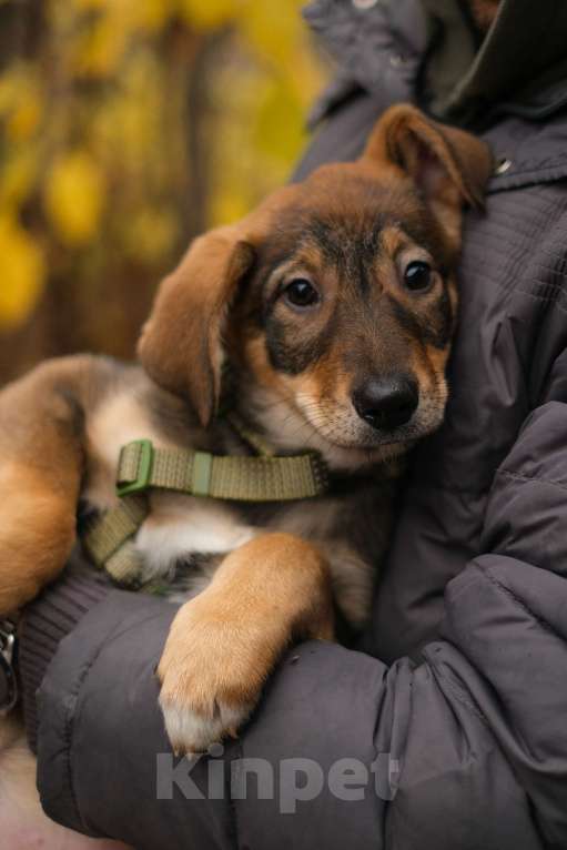 Собаки в Санкт-Петербурге: Девочка 2 Девочка, Бесплатно - фото 5