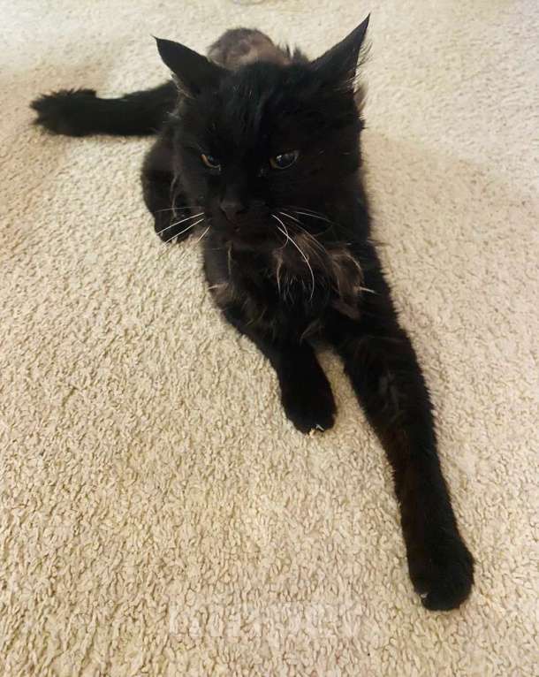 Кошки в Москве: Красавица и умница кошка Багира в добрые руки! Девочка, Бесплатно - фото 5