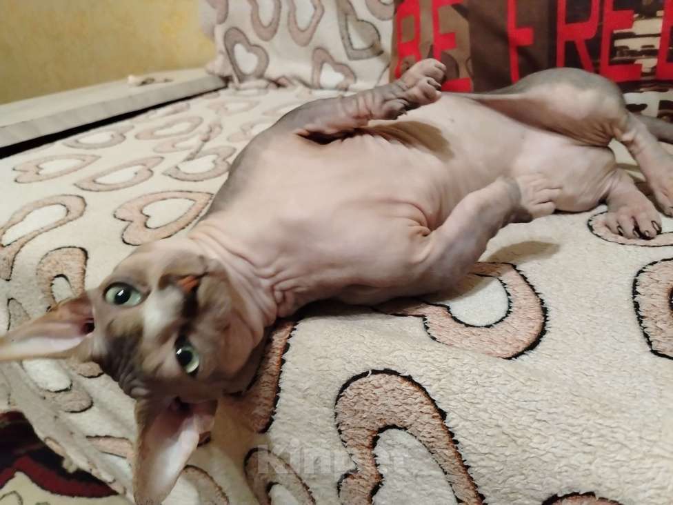 Кошки в Озерах: Продажа котят породы двельф Мальчик, 35 000 руб. - фото 5