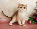 Кошки в Донецке: Британский короткошерстный котенок BRI ny 12 boy Мальчик, 40 000 руб. - фото 2