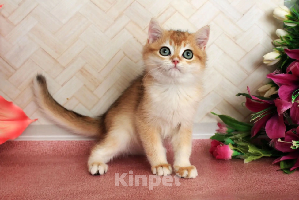 Кошки в Донецке: Британский короткошерстный котенок BRI ny 12 boy Мальчик, 40 000 руб. - фото 2