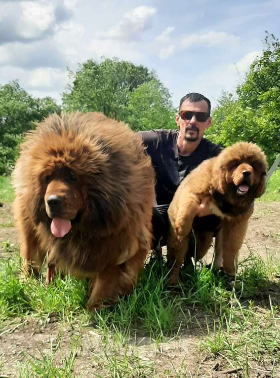 Собаки в Армавире: Тибетский мастиф, щенок Девочка, Бесплатно - фото 1