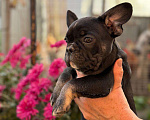 Собаки в Тимашевске: Щенки французского бульдога Мальчик, 20 000 руб. - фото 1