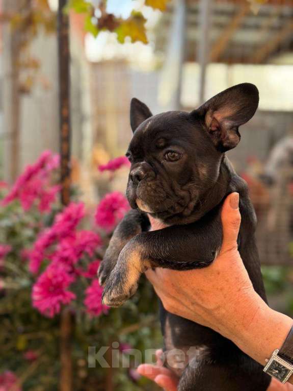 Собаки в Тимашевске: Щенки французского бульдога Мальчик, 20 000 руб. - фото 1