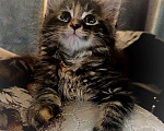 Кошки в Шатуре: Мей-кун котенок Девочка, 10 000 руб. - фото 6